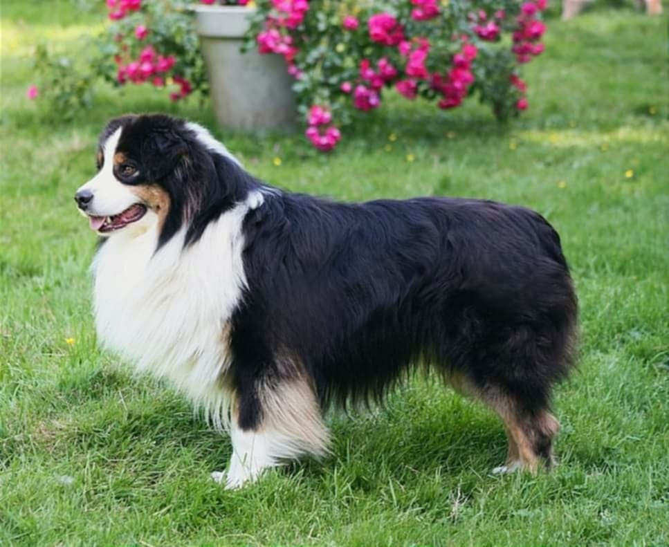 FANDORI HAPPY WORLD GORDEY (Sans Affixe)