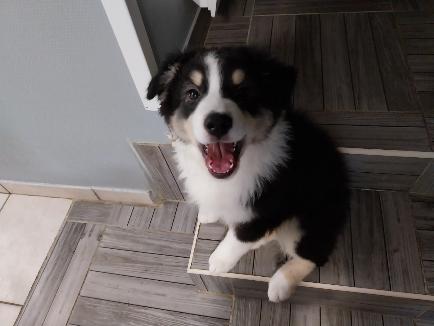 Du Clos Des Samaustra - Chiots disponibles - Berger Australien