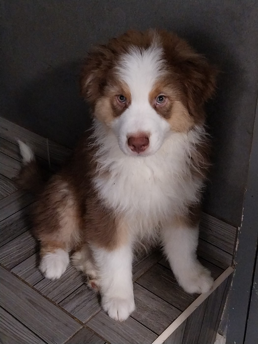 Du Clos Des Samaustra - Chiots disponibles - Berger Australien