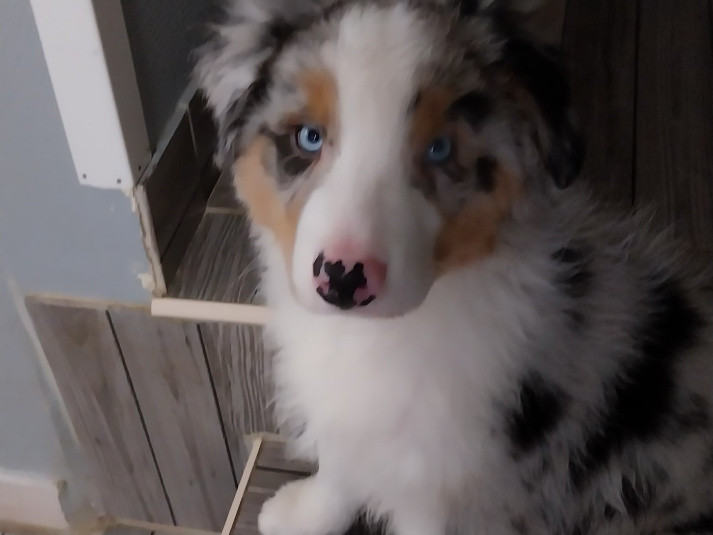 Du Clos Des Samaustra - Chiots disponibles - Berger Australien