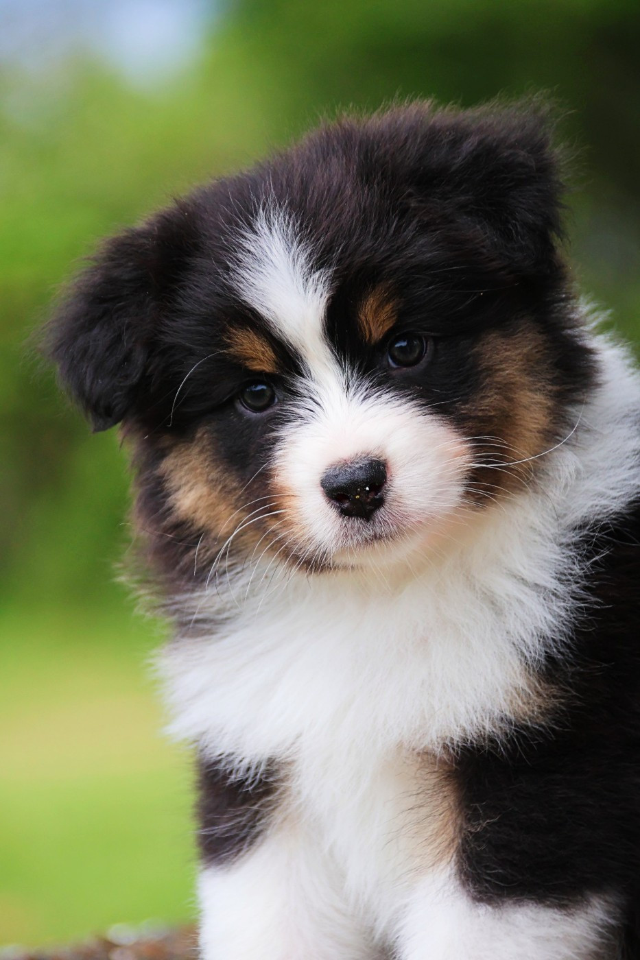 Chiot Berger Australien Du Clos Des Samaustra