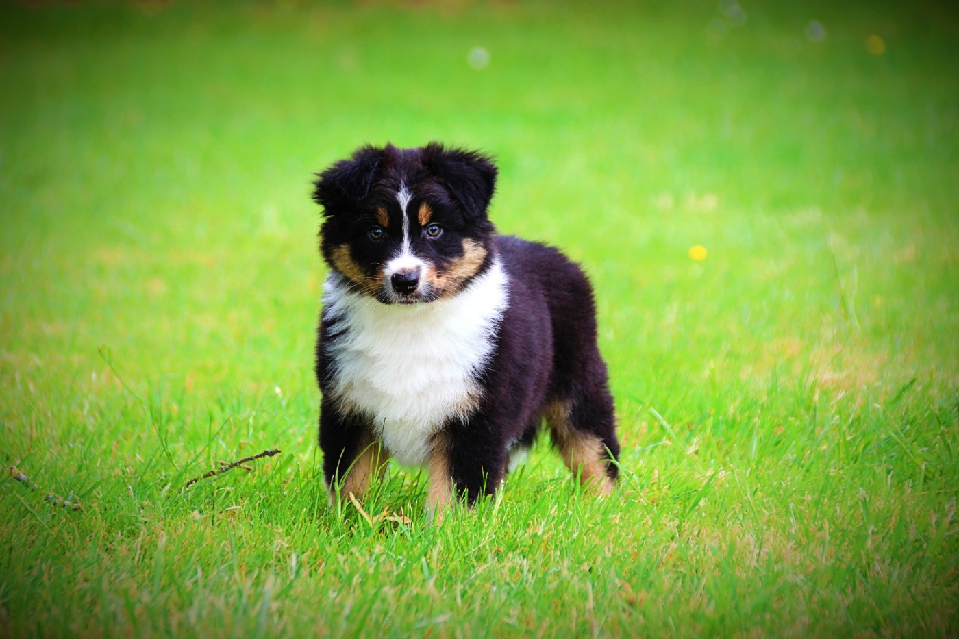 Du Clos Des Samaustra - Chiots disponibles - Berger Australien