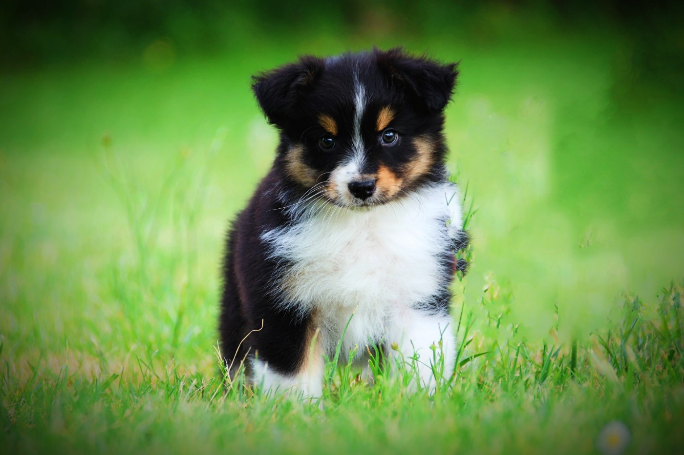 Du Clos Des Samaustra - Chiots disponibles - Berger Australien