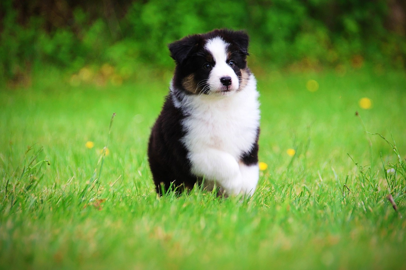 Du Clos Des Samaustra - Chiots disponibles - Berger Australien